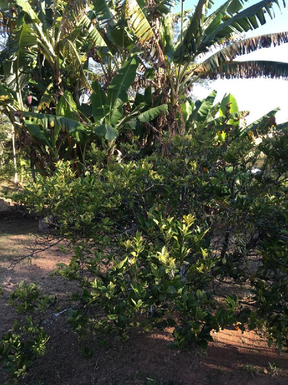 CHÁCARA PARA VENDA